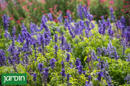 Las salvias son plantas generosas y cada una tiene una virtud para destacar