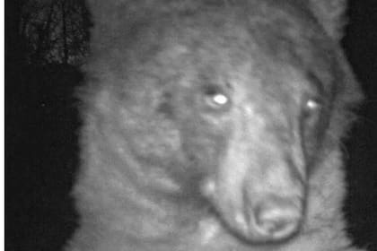 Las selfies del nuevo oso más famoso de internet.