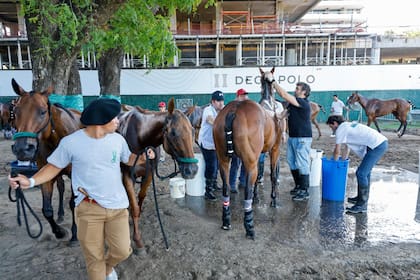 Las semifinales se jugaron con temperaturas superiores a los 30 grados: un esfuerzo supremo para los caballos