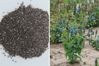 Los pueblos antiguos usaban el aceite de chía y además la comían mezclándola con otras semillas, la molían para hacer harina o la bebían con agua