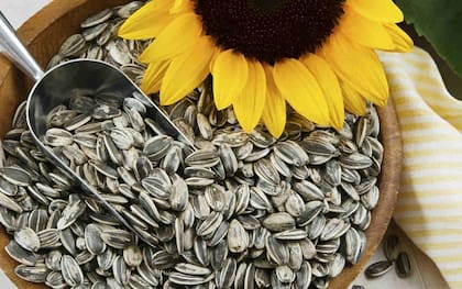 Las semillas de girasol ayudan a producir colágeno y protegen la tiroides: cuántas y cómo consumirlas