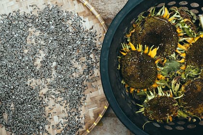 Las semillas de girasol se pueden comer solas, tostadas o crudas, como un fruto seco
