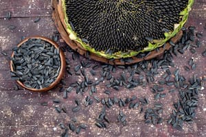 Las semillas de girasol son un snack saludable, recomendado para evitar la fatiga mental