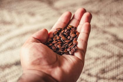 Las semillas de linaza se han convertido en el mejor complemento de yogures, licuados, jugos, cereales o frutas