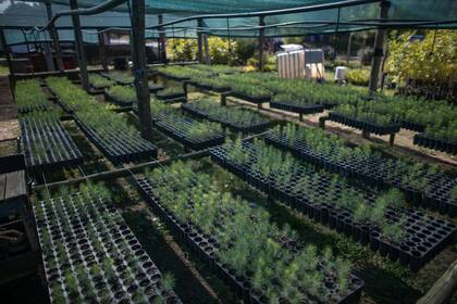 Las semillas de pinos germinan en el vivero y permanecen allí los primeros meses