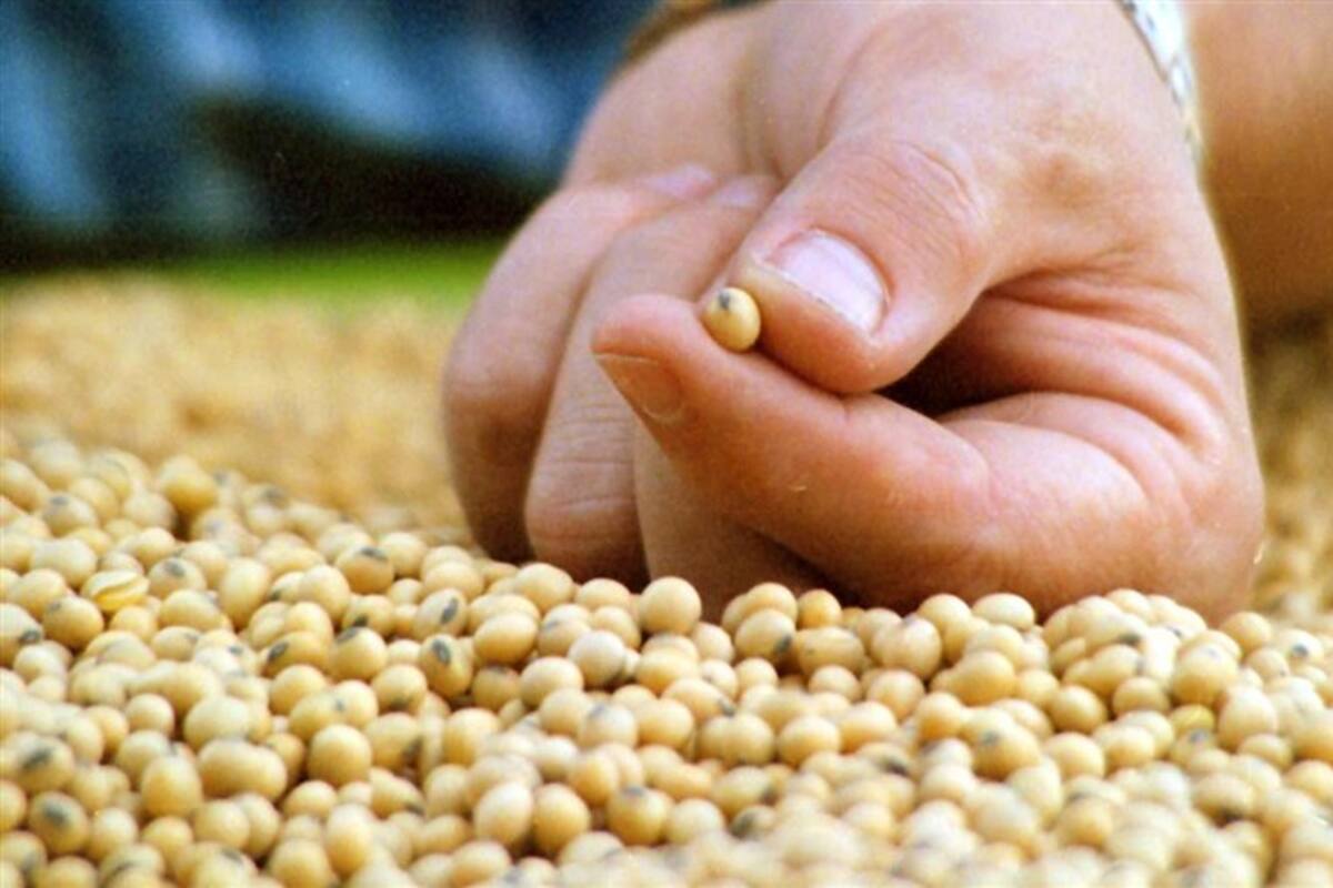Las semillas de soja genéticamente modificadas representan una oportunidad de exportación
