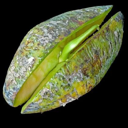 Las semillas de Swartzia polyphylla, un árbol que se encuentra en Brasil y Perú, son recalcitrantes
