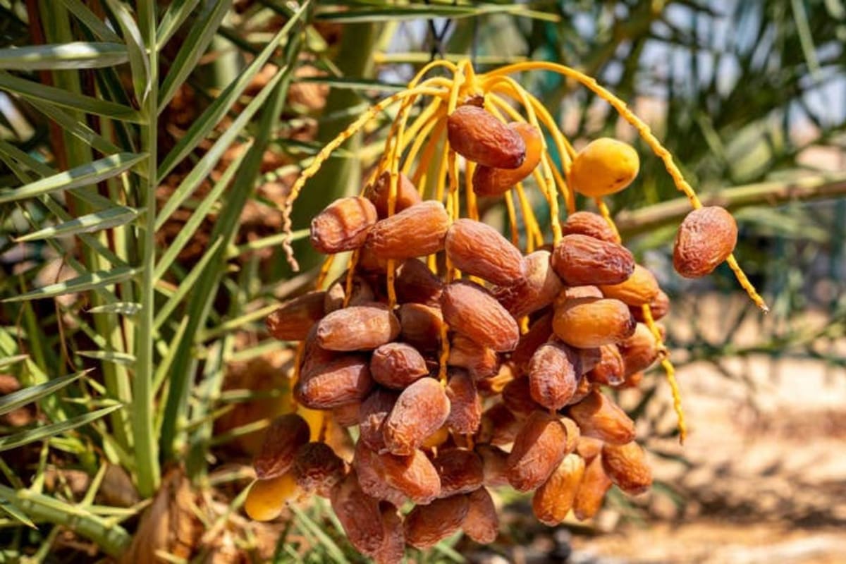 Las semillas fueron halladas en Israel y datan de entre 1800 y 2400 años atrás