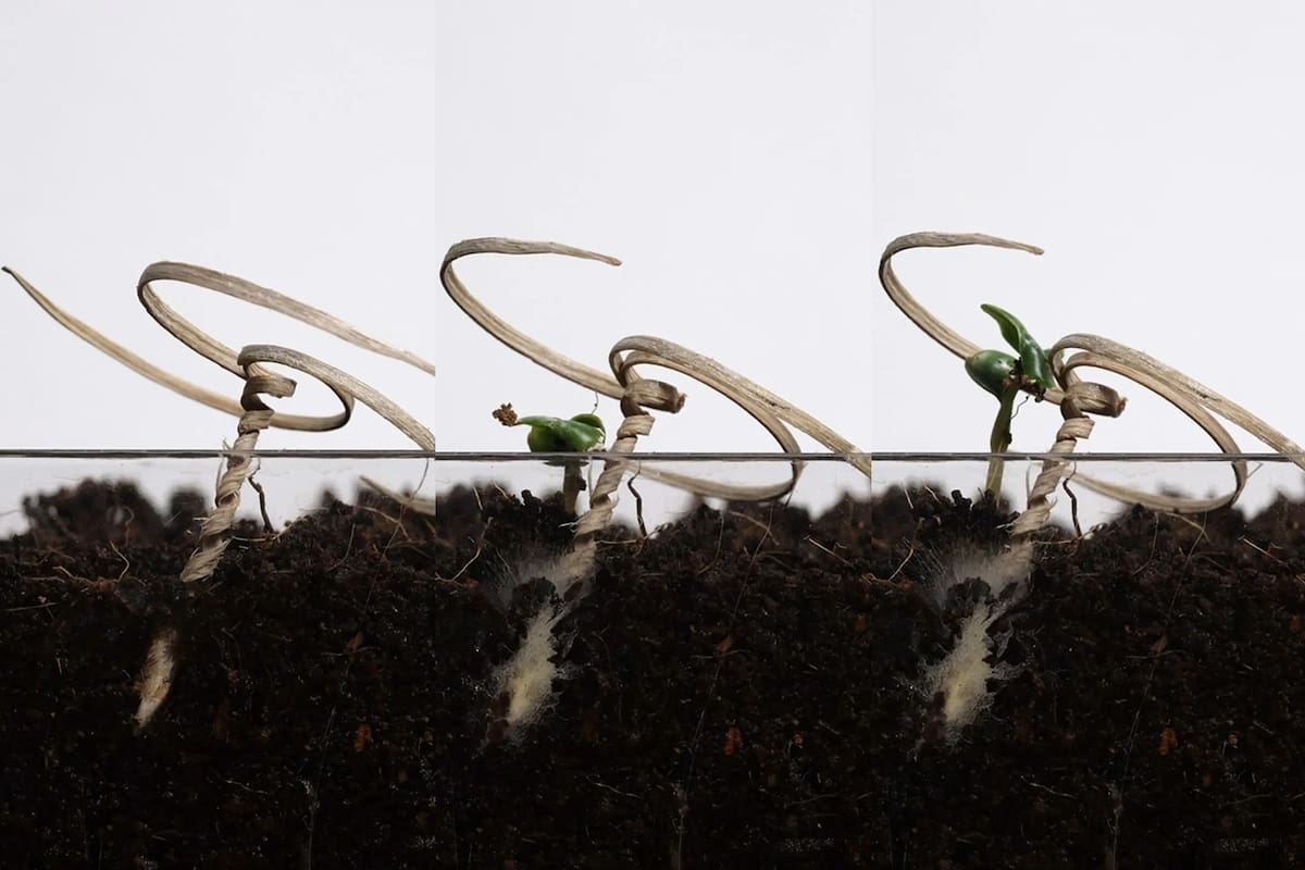 Las semillas que se autoinsertan en la tierra, una creación de la universidad Carnegie-Mellon para proyectos de reforestación masiva