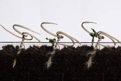 Las semillas que se autoinsertan en la tierra, una creación de la universidad Carnegie-Mellon para proyectos de reforestación masiva