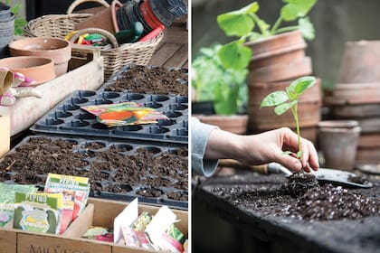 Las semillas son uno de los aspectos claves que te van a garantizar el éxito en la huerta.
