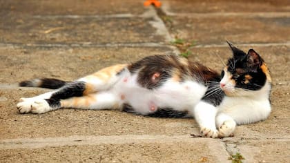 Las señales a tener en cuenta ante el embarazo de una gata