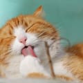 Las señales obvias y tristes que dan los gatos antes de morir