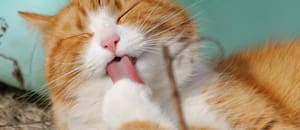 Las señales obvias y tristes que dan los gatos antes de morir