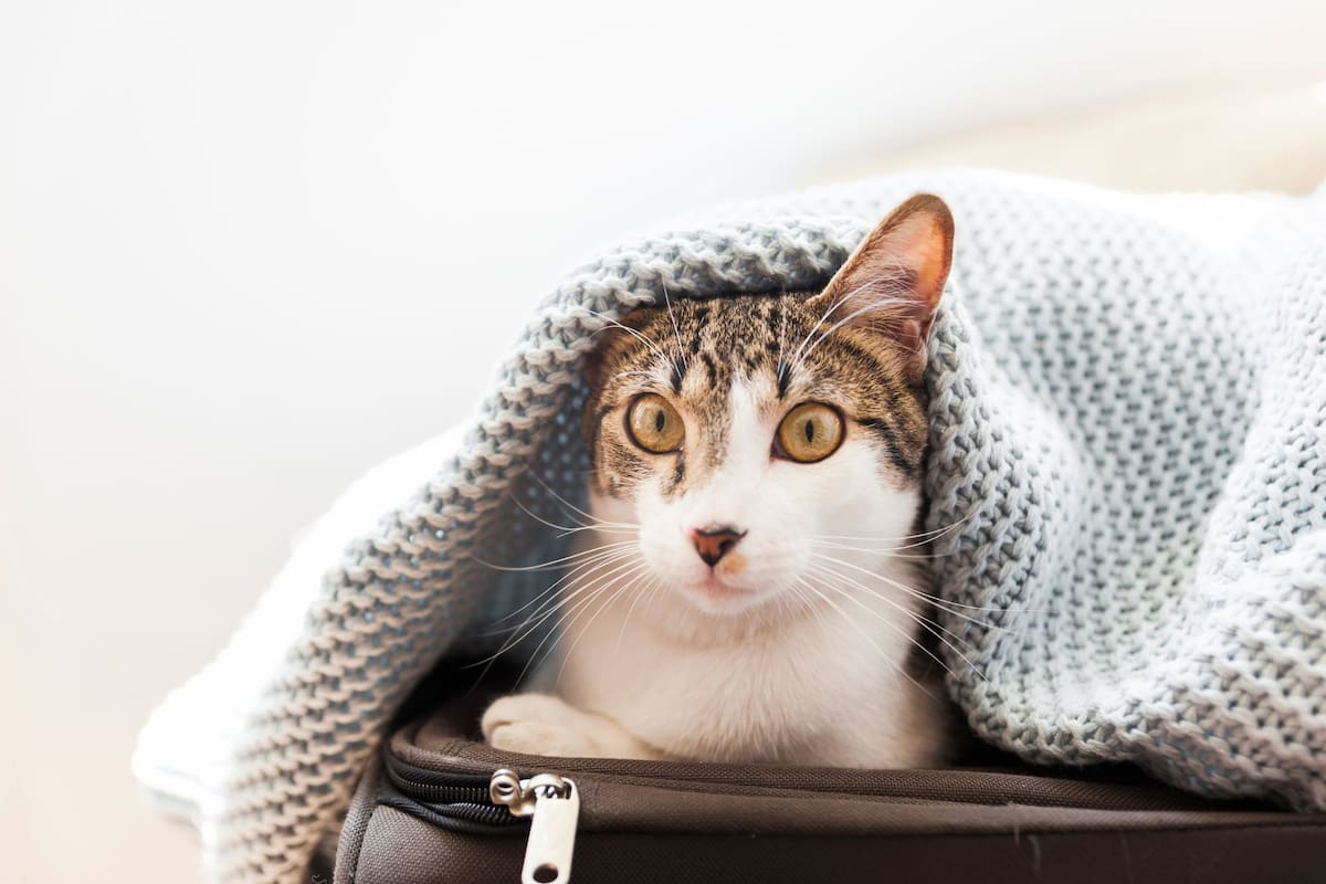 Las señales que confirman que tu gato tiene frío y las recomendaciones para evitarlo