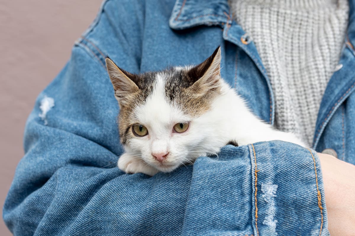 Las señales que dan los gatos antes de morir