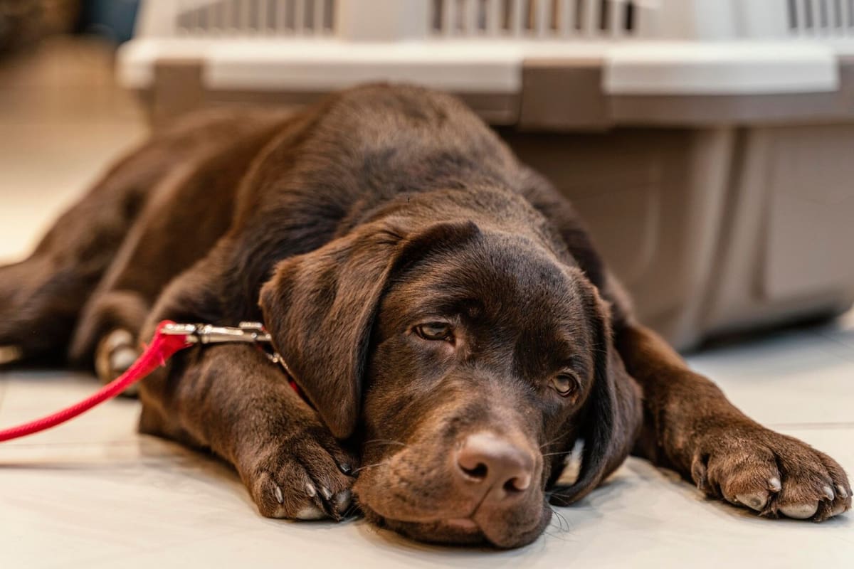 Las señales que indican que un perro está sufriendo un golpe de calor, según expertos