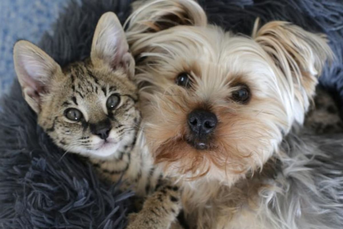 Las señales que indican si los perros y los gatos están felices en sus hogares