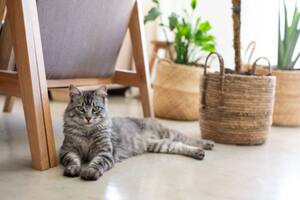 Las señales visuales resultan considerablemente más eficaces que las señales sonoras a la hora de llamar a tu gato (Foto: Pixabay)