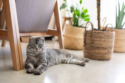 Las señales visuales resultan considerablemente más eficaces que las señales sonoras a la hora de llamar a tu gato (Foto: Pixabay)