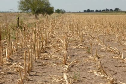 Las sequías tienen consecuencias graves en la agricultura