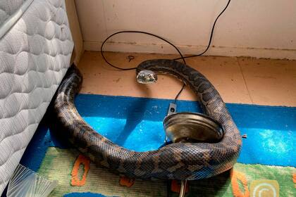 Las serpientes, de 2.5 y de 2.9 metros de largo, fueron las responsables del boquete en el techo de una casa de campo en Australia