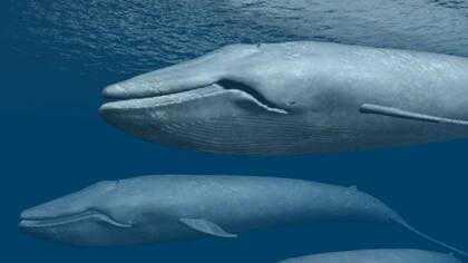 Las serpientes no pueden competir con las dimensiones colosales de los gigantes del mar