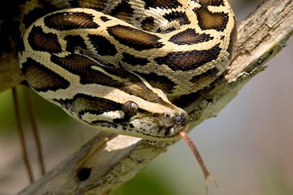 Las serpientes pitones son una gran amenaza para la fauna nativa de Florida