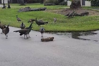 Las serpientes son comunes en el estado de Miami