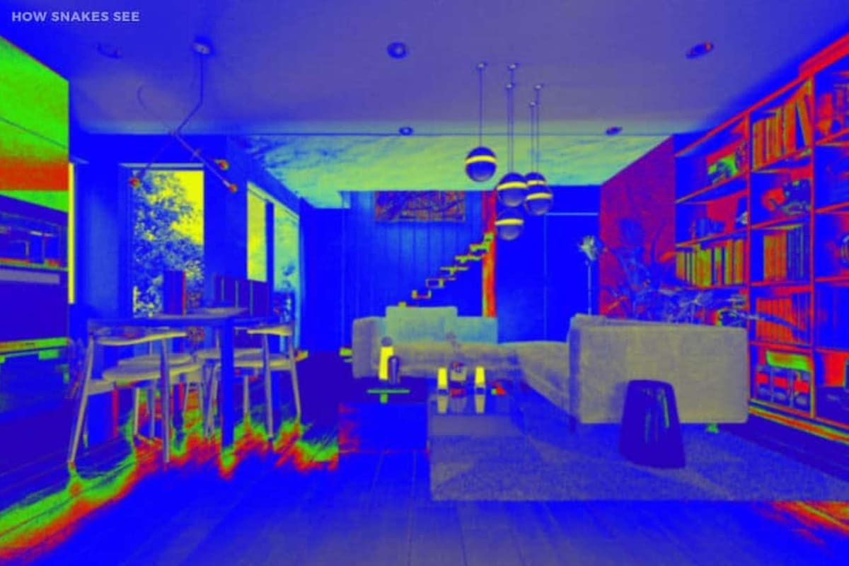 Las serpientes tienen visión infrarroja, lo que significa que su visión de la habitación se parece más a una imagen térmica