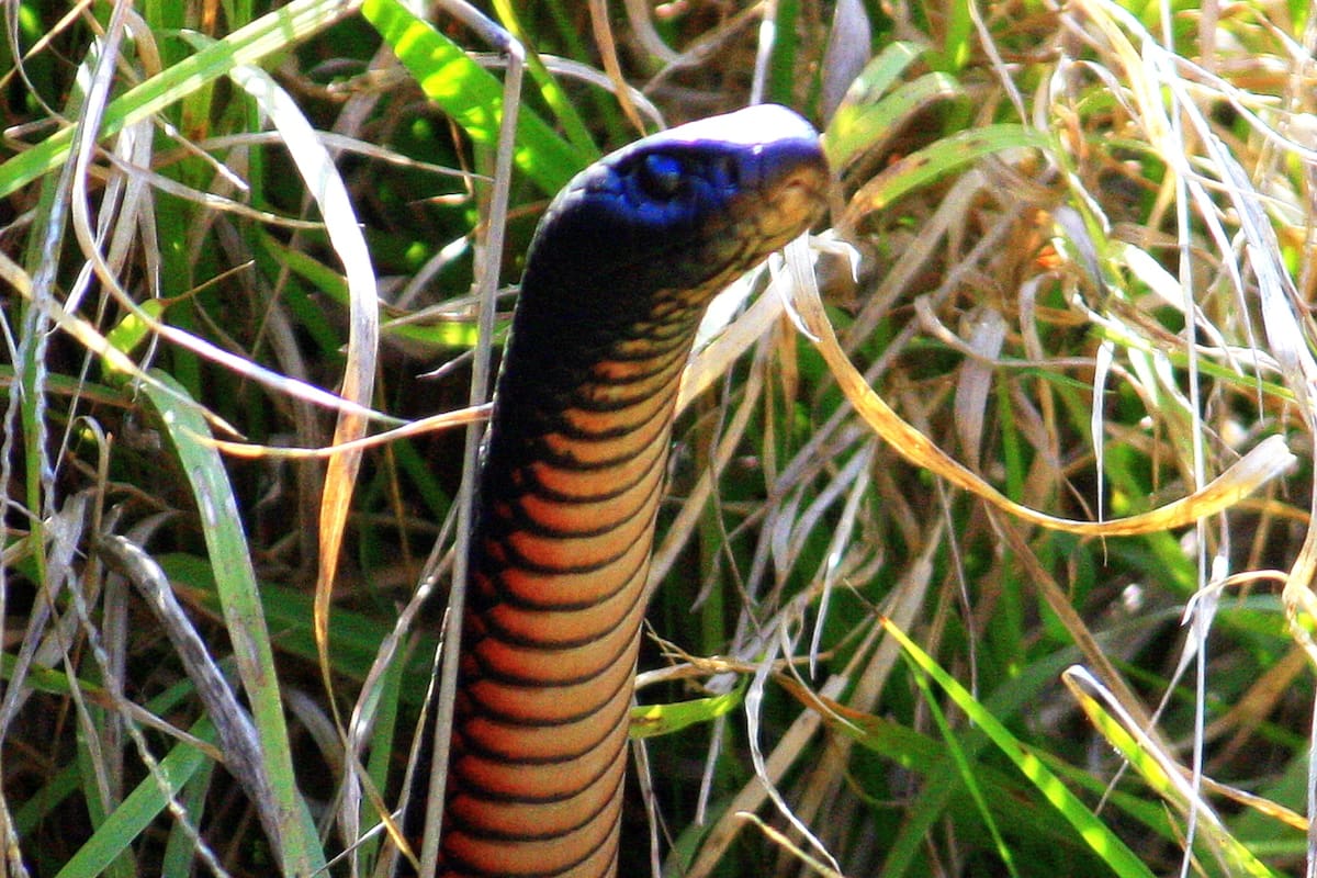 Las serpientes usan el olfato para captar a sus presas, por esto los repelentes naturales sirven para ahuyentarlas