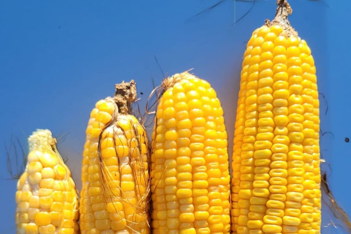 Las siembras tardías sintieron el golpe de la sequía