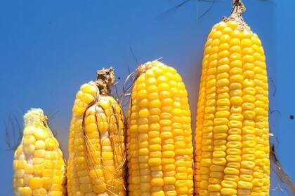 Las siembras tardías sintieron el golpe de la sequía