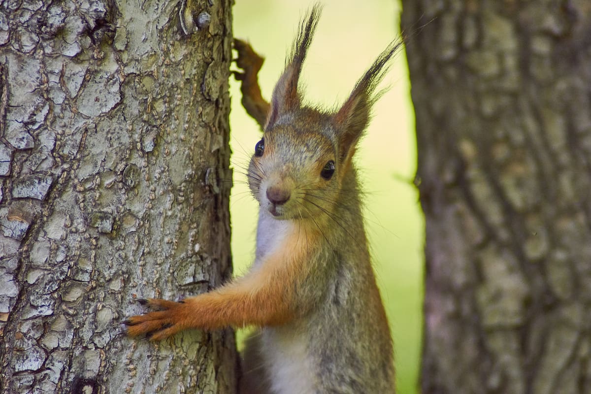 Las simpáticas ardillas tienen un modo muy peculiar de usar sus brazos al caer