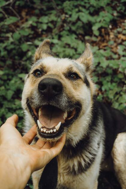 Las soluciones para combatir la halitosis en los perros