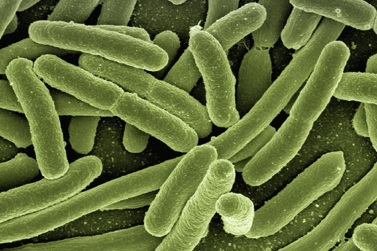 Las sorprendentes y variadas formas en las que la nociva bacteria E.coli ha contribuido al avance de la ciencia