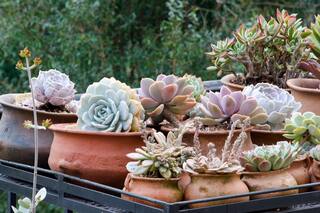 Cómo cultivar cactus y suculentas