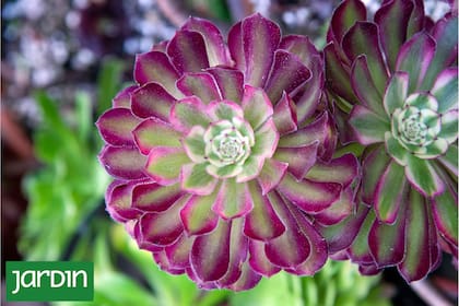 Las suculentas prefieren el olvido a la sobreatención