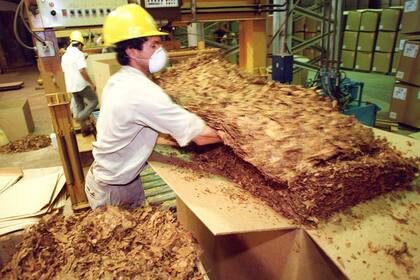 La mayoría de la hoja de tabaco que se produce en el país, se exporta