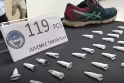Las tarántulas estaban escondidas en dos pares de zapatillas