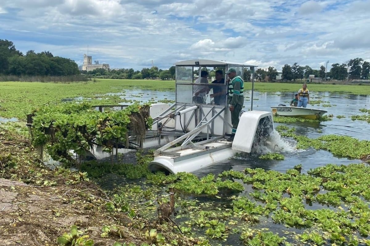Las tareas de limpieza en el lago del Parque General Belgrano