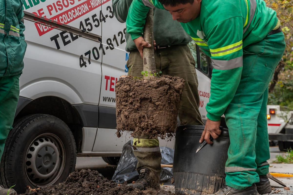 Las tareas de plantación comenzaron este mes y seguirán hasta octubre
