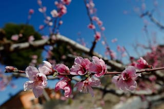 Las mejores tarjetas para celebrar el Día de la Primavera 2025