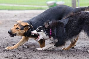 Las técnicas para evitar que tu perro muerda a un desconocido, según un experto