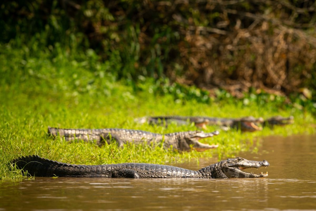 Las temperaturas cálidas del verano significan que los caimanes están más activos y visibles