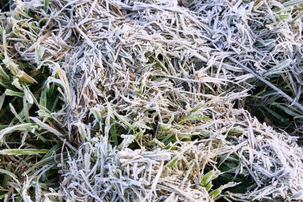 Las temperaturas registradas esta mañana estuvieron en muchas regiones del sur de Buenos Aires debajo de -1 grado. En la foto, un pasto con la huella de la helada