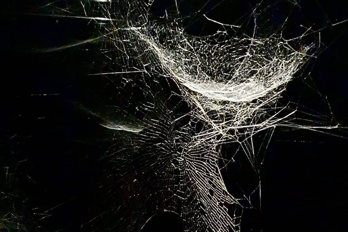 Las tensiones arácnidas del artista