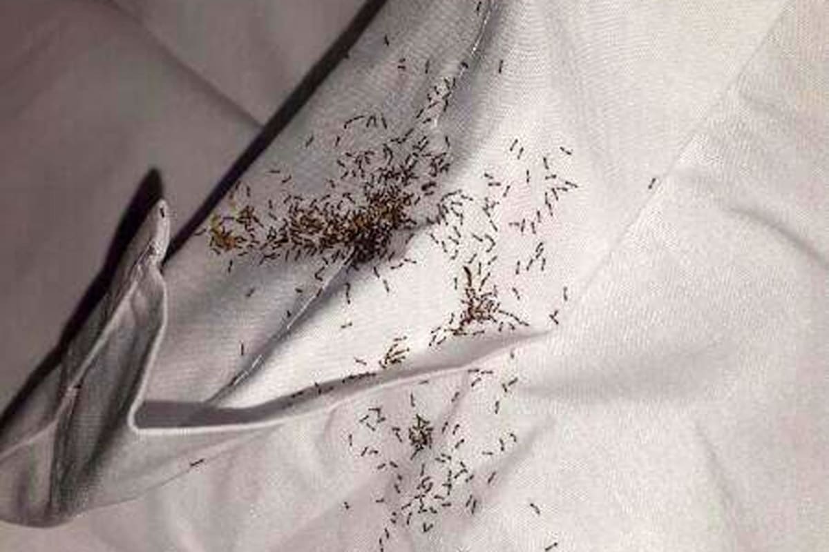 Las termitas que despertaron a Muslera