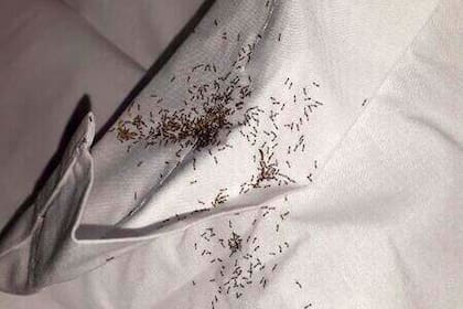 Las termitas que despertaron a Muslera