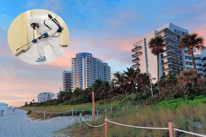 Las termitas son una plaga reccuente en Florida